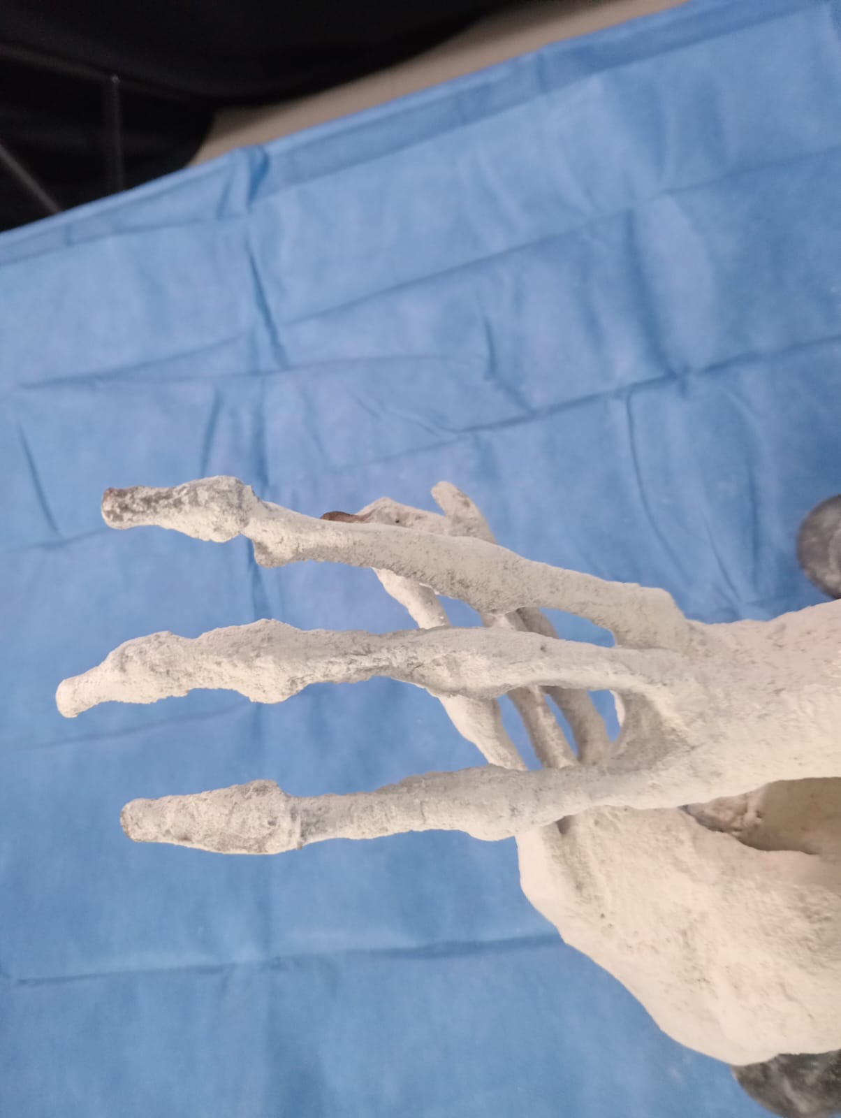 Feet