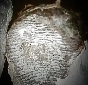 Fingerprints Maria Fingerprints