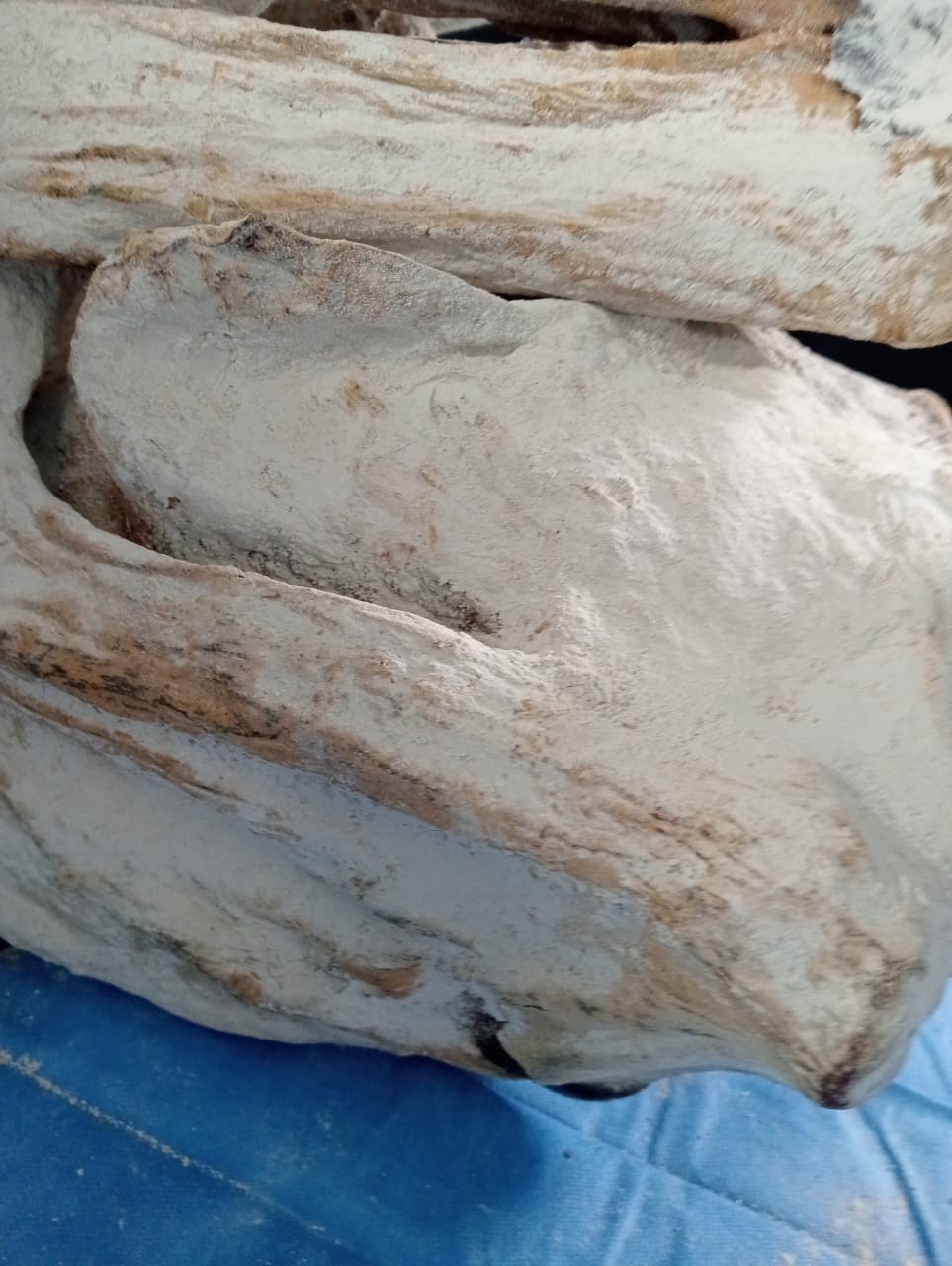 Paloma Breast